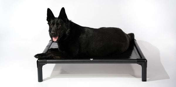 Chew-proof beds